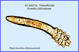 Image result for Demodex brevis