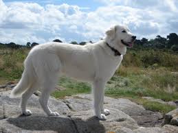 How to identify a maremma sheepdog. Maremma Sheepdog Easy To Follow Guide Expert S Advice