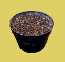 Sering dianggap cuma sekedar tanaman hias, siapa sangka air rebusan daun pandan ampuh jadi obat penyakit menyakitkan ini. 5 Langkah Menanam Daun Pandan Dalam Pot Hijau Dan Wangi Pupuk Lahan