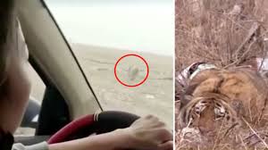 Tigers are muscular, have powerful forequarters, and especially in males, a large head. China Sibirischer Tiger Geht Auf Menschen Und Autos Los Attacke Im Video Stern De