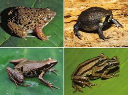 Lithobates catesbeianus