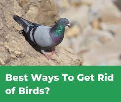 Learning how to get rid of birds is easier than. How To Get Rid Of Birds Complete Guide Pestions Com