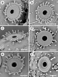 Image result for Xymalos monospora