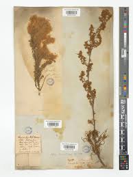 Image result for Eriocephalus racemosus