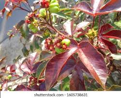 Image result for Jatropha scaposa