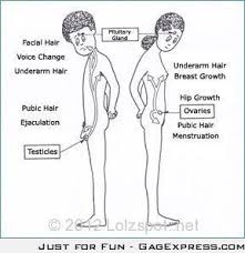 puberty chart puberty in boys physical development