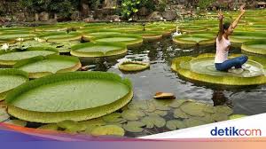 Bunga tunjung ini memiliki warna yang cantik dan indah. Bunga Teratai Manfaat Hingga Filosofi Yang Baik Untuk Hidup