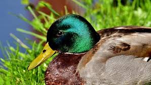 They love all kinds of fruits that have attractive colors, and blueberries are yes, baby ducks can eat blueberries too. What Do Ducks Eat Duck Diet List Bird Feeder Expert