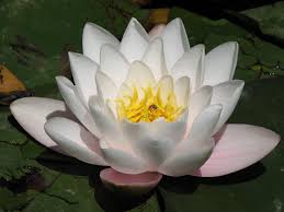 Lotus Flower Wallpapers Wallpaper Cave Choose from 2200+ lotus flower graphic resources and download in the form of png, eps, ai or psd. lotus flower wallpapers wallpaper cave
