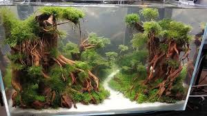 1.9k likes · 27 talking about this · 1 was here. Liked On Youtube Aqua Scape Untuk Ikan Hias Mantap Kontes Aquascape Aquascaping Desain Akuarium Akuarium