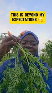 Image result for Chasmanthera dependens