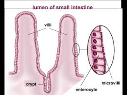 Absorption And Assimilation Processes Small Intestine Videos Examples