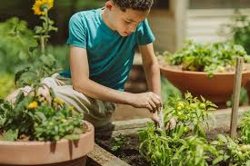 The peppers are sweetest when ripened to red and are very tasty. Growing Peppers How To Grow Pepper Plants Garden Design