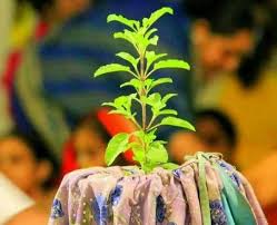 Baginda prabu dan seisi keratin sangat menyayangi. Keagungan Tulasi Devi Dalam Agama Hindu Era Madani