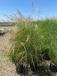 Image result for Miscanthus sinensis
