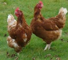 L Habitat Eco Responsable Blog Archive Des Poules Dans Votre Jardin Poule Pondeuse Poule Poulailler