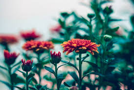 Flower Of The Month Chrysanthemum Forest Garden Centre Matlock