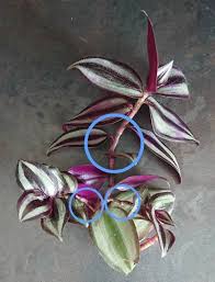 Check the wandering jew faq if you're interested.4. Wandering Jew Plant Inch Plant Tradescantia Zebrina Zebrina Pendula Guide Our House Plants