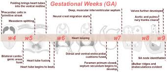 This begins with the formation of two endocardial tubes which merge to form the tubular heart, also called the primitive heart tube. Fetal Echo Meeting 2012 Embryology