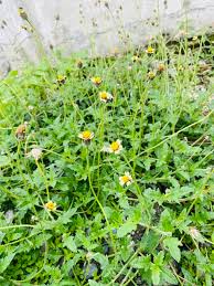 Image result for Tridax