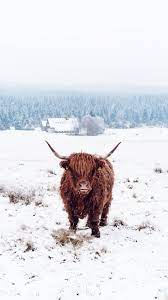 Highland Cow Cow Wallpaper Cute Cows Fluffy Cows February 14, 2021 by admin.