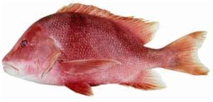 Image result for Sebaea junodii