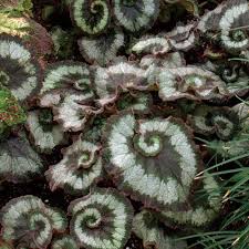 Image result for Begonia scutifolia