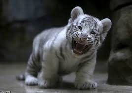 White tiger baby <3 by claudia brockmann. Liberec Zoo S White Tiger Cub Bares Its Fangs In Front Of Its Proud Mother In Czech Republic Daily Mail Online