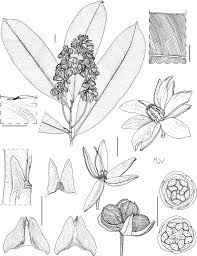 Image result for Rhabdophyllum arnoldianum