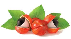Guarana extract supplier for food supplements
