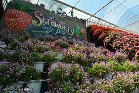 It is approximately 85km from ipoh or about 200km from kuala lumpur. Cameron Lavender Garden