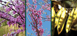 This evergreen flowering plant grows well in zones 8,9, and 10, and is very salt water tolerant, flowering in many color shades of yellow, white and purple. Redbud In Wisconsin Knowledgebase Johnson S Nursery