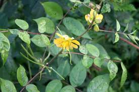 Image result for Senna occidentalis