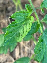 Image result for BLACKFLY ON TOMATO PLANTS