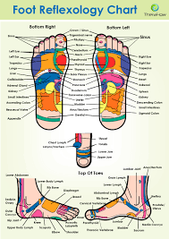 Diagram Of Bottom Of Foot For Reflexology Wiring Diagram