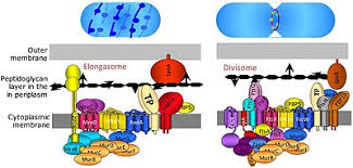 Does plant undergo cell division. Cell Division Wikipedia