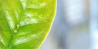 Tired of insects killing your plants? How To Get Rid Of Bugs On Indoor Plants Platt Hill Nursery
