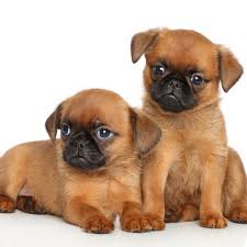Browse this page to find all of our available brussels griffon puppies for sale. Smooth Coat Brussels Griffon Puppy Abpetrol Com Tr