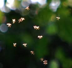 British Man Claims To Have Photographed Actual Fairies Real Fairies Fairies Flying Fairies Photos