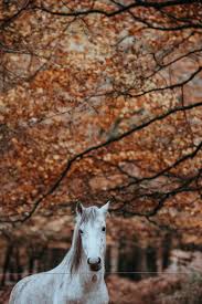 Breath of the wild, best games, horse, wii u, nx. Wallpaper Id 272390 White Horse In Autumn 4k Wallpaper