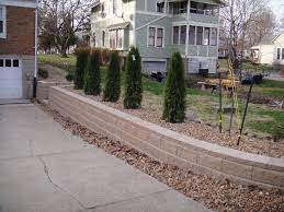 Arborvitae also called white cedar is a handsome pyramidal evergreen shrub or tree with foliage varying from dark. Retaining Wall Arborvitae Retaining Wall Landscape Projects Backyard