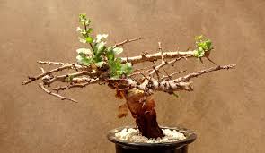 Image result for Commiphora kua