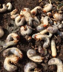 Check spelling or type a new query. Lawn Grub Worm Control Carlsbad New Mexico Lawns Horizon Pest Control