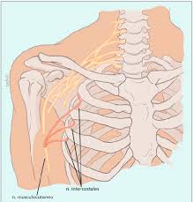 Resultado de imagen de nervios