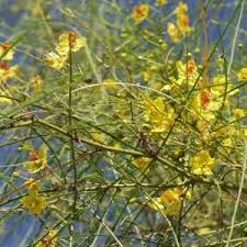 Image result for Parkinsonia aculeata