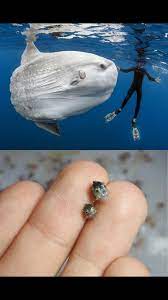 Baby sunfish #guppys #sunfish #pumpkinseedsunfish #platys. An Adult Sunfish Compared To A Baby One 9gag