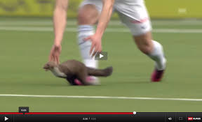 Accessori e mangimi per animali, blog di animali Marder Will Fussball Spielen Jager