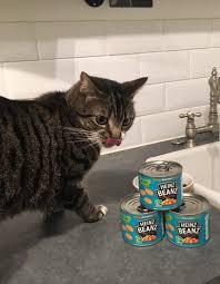 Red kidney beans to not 'eat' anything. A Cat Got Trapped In A Boarded Up Hotel For A Week But Survived By Licking The Sauce From Baked Beans