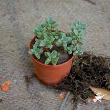 Image result for Leptochloa coerulescens