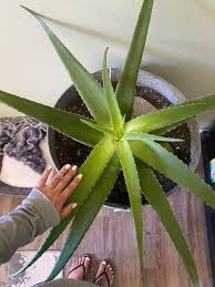 Image result for Aloe rulkensii